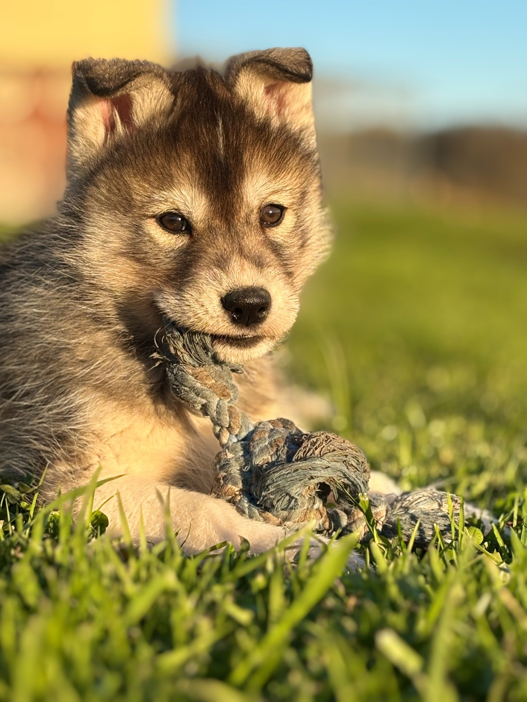 Of watson lake - Chiots disponibles - Siberian Husky