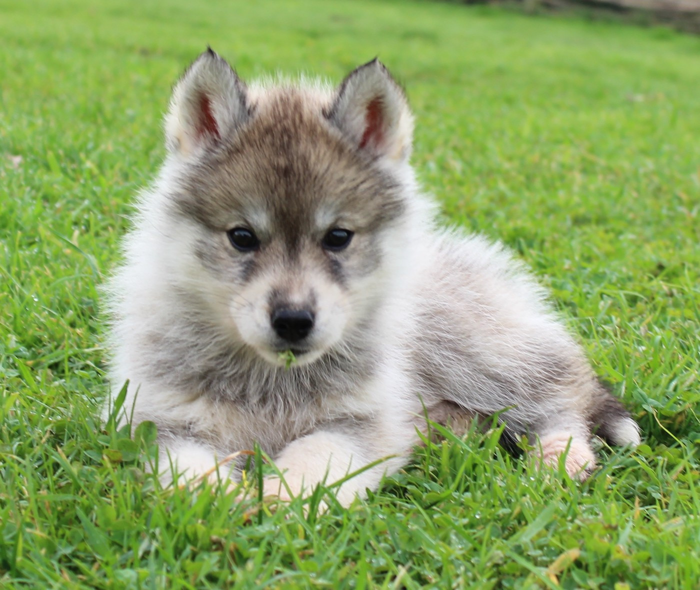Of watson lake - Chiots disponibles - Siberian Husky