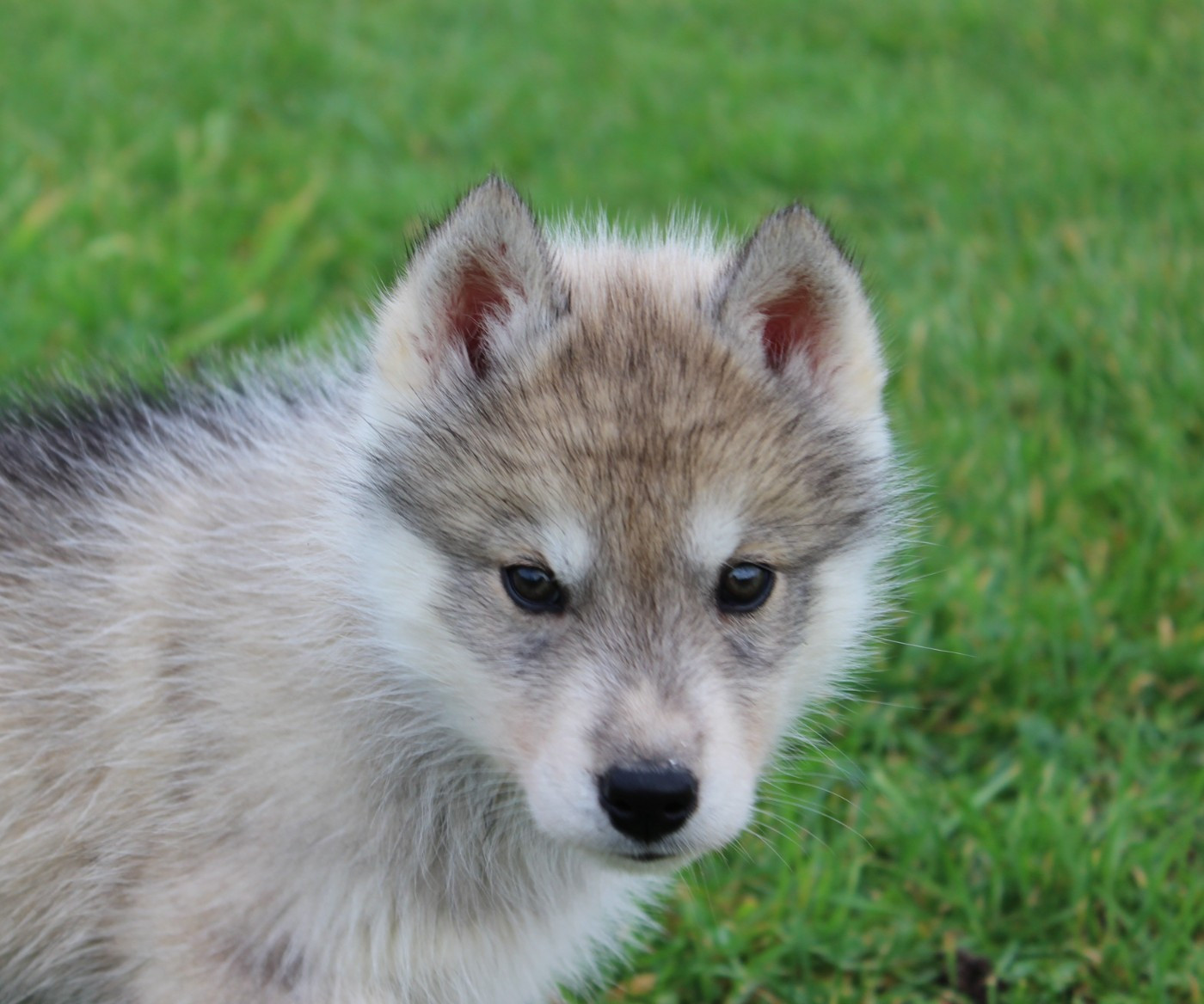 Of watson lake - Chiots disponibles - Siberian Husky