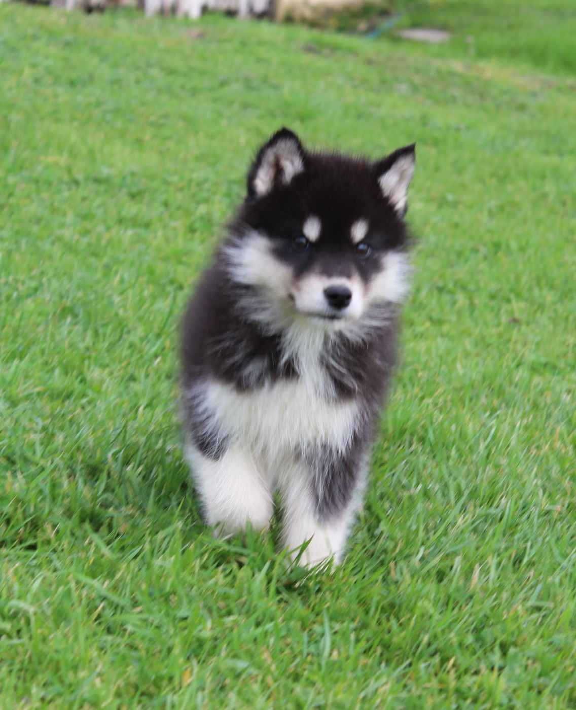 Of watson lake - Chiots disponibles - Siberian Husky