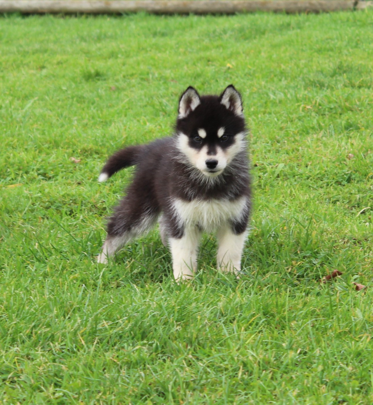 Of watson lake - Chiots disponibles - Siberian Husky