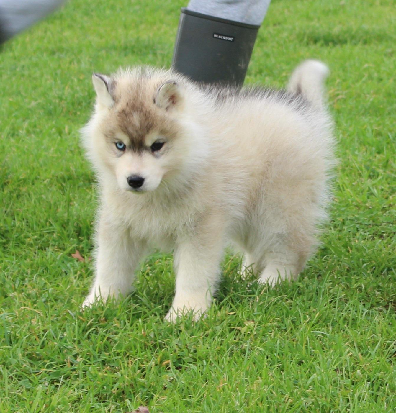 Of watson lake - Chiots disponibles - Siberian Husky