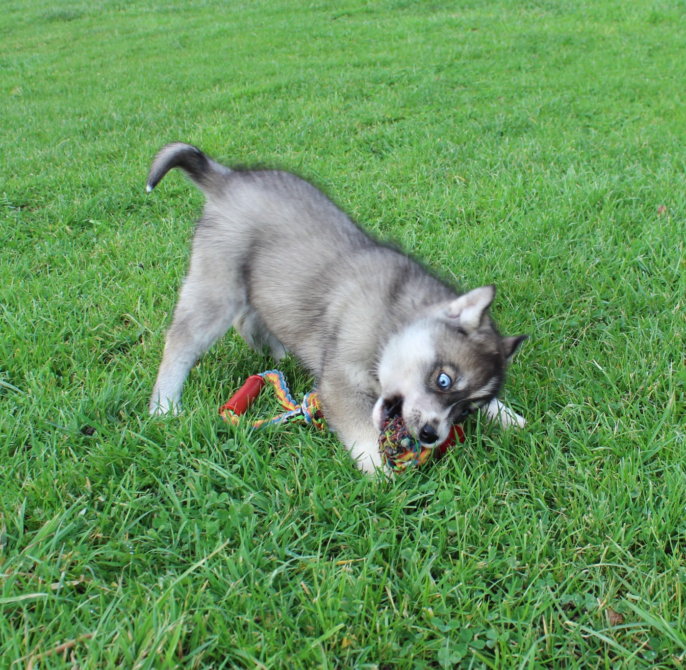 Of watson lake - Chiots disponibles - Siberian Husky