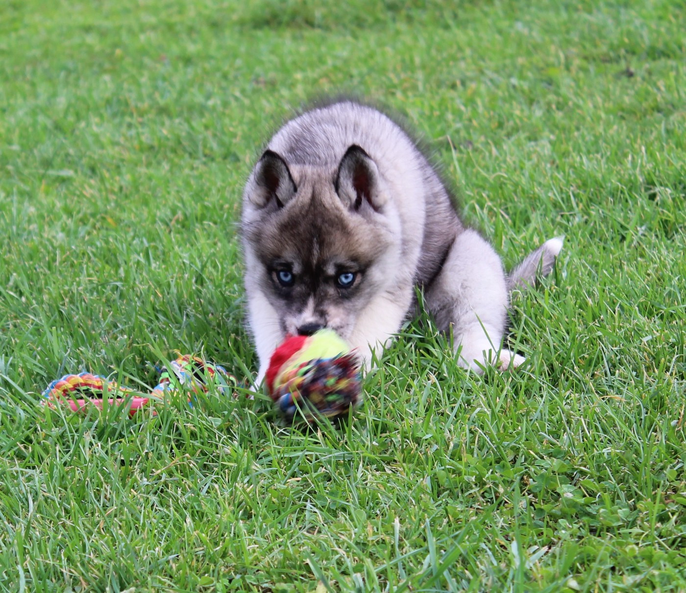Of watson lake - Chiots disponibles - Siberian Husky