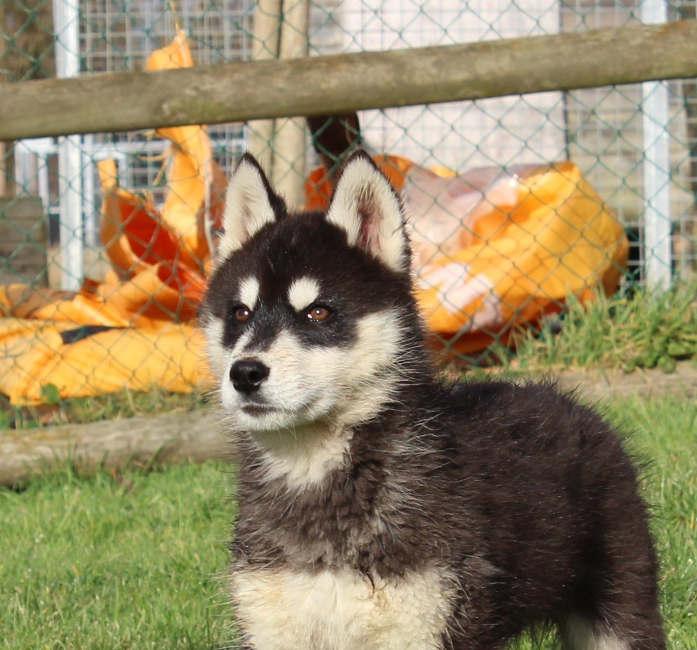 Of watson lake - Chiots disponibles - Siberian Husky