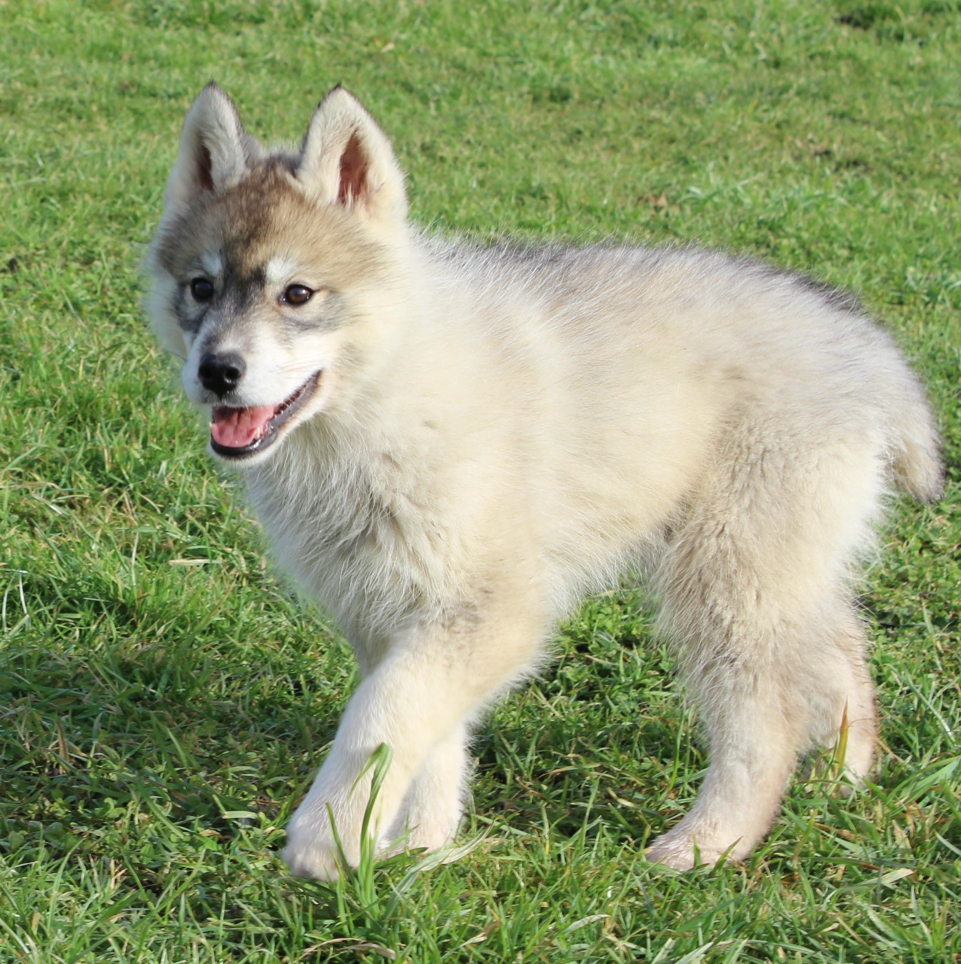 Of watson lake - Chiots disponibles - Siberian Husky
