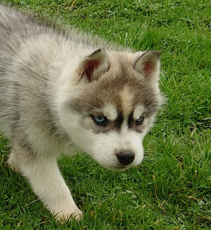 Of watson lake - Chiots disponibles - Siberian Husky