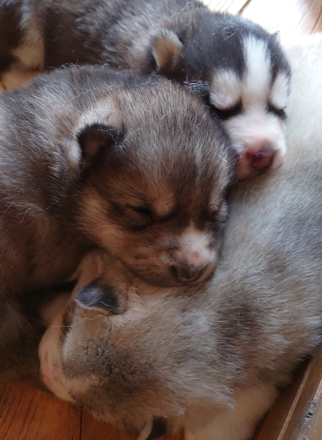 Of watson lake - Chiots disponibles - Siberian Husky