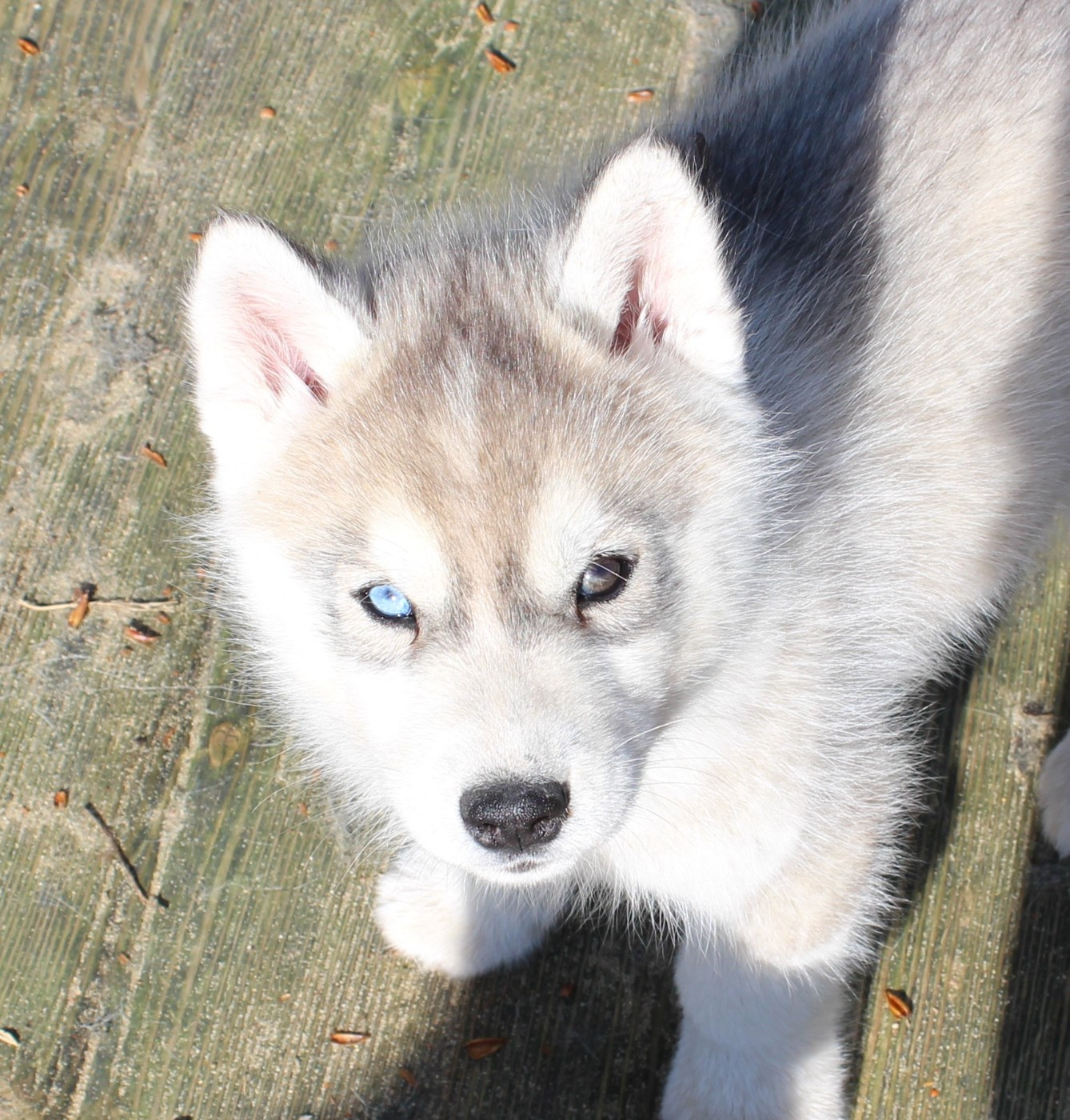 Of watson lake - Chiots disponibles - Siberian Husky