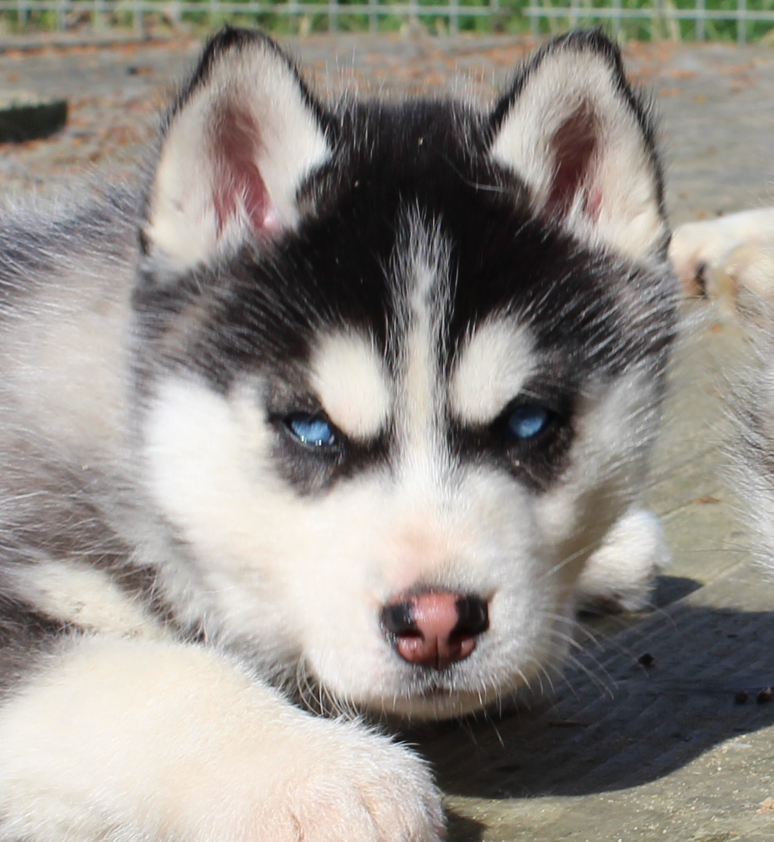 Of watson lake - Chiots disponibles - Siberian Husky