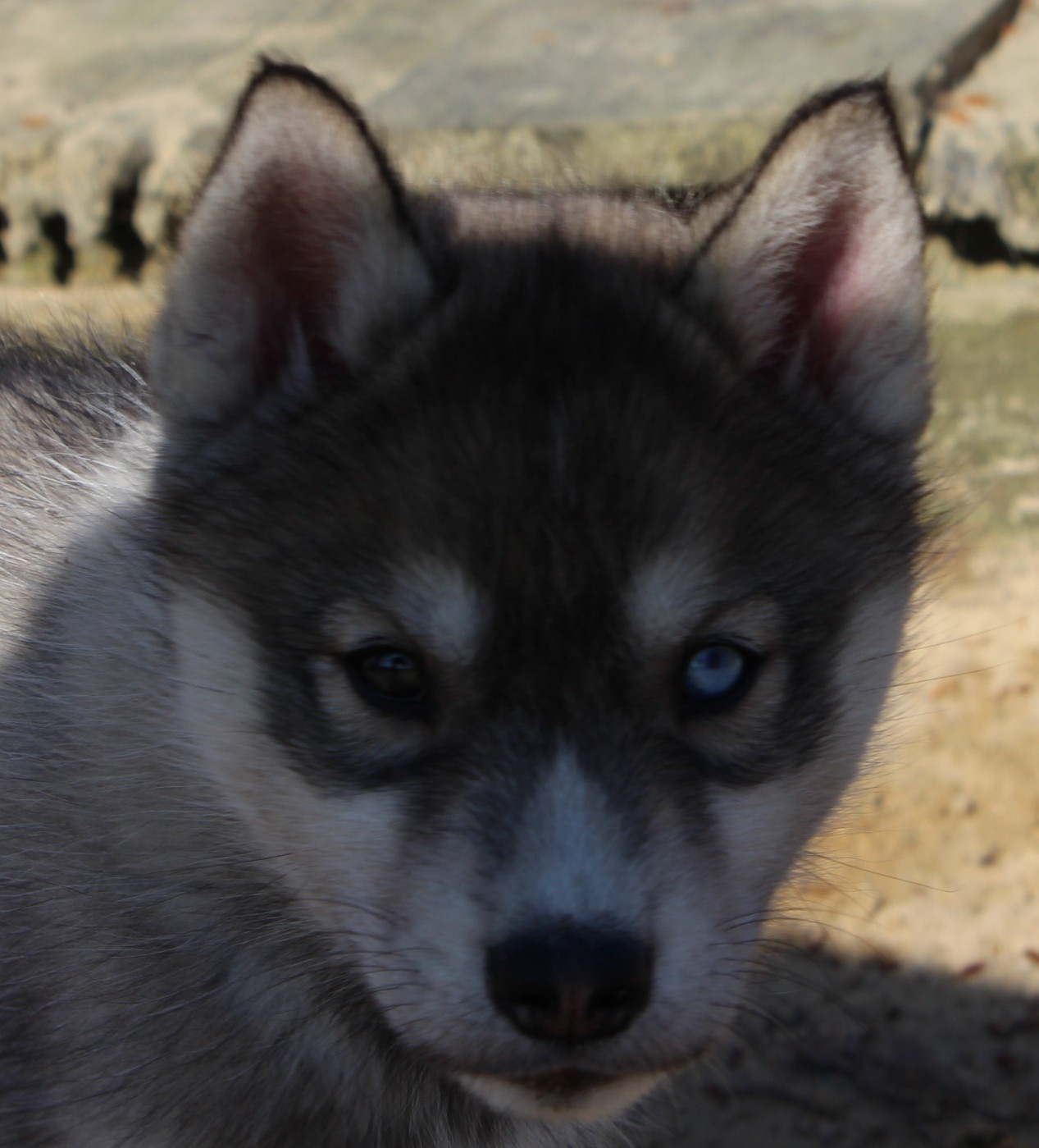 Of watson lake - Chiots disponibles - Siberian Husky