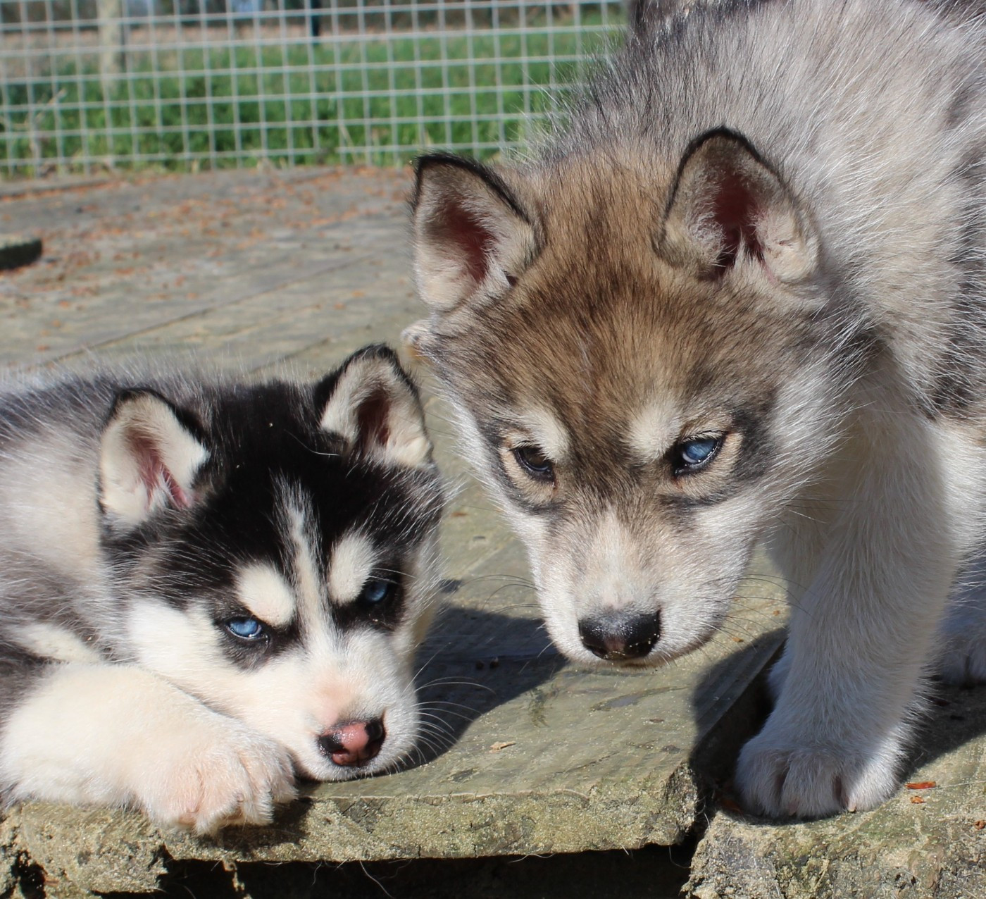 Of watson lake - Siberian Husky - Portée née le 05/01/2026