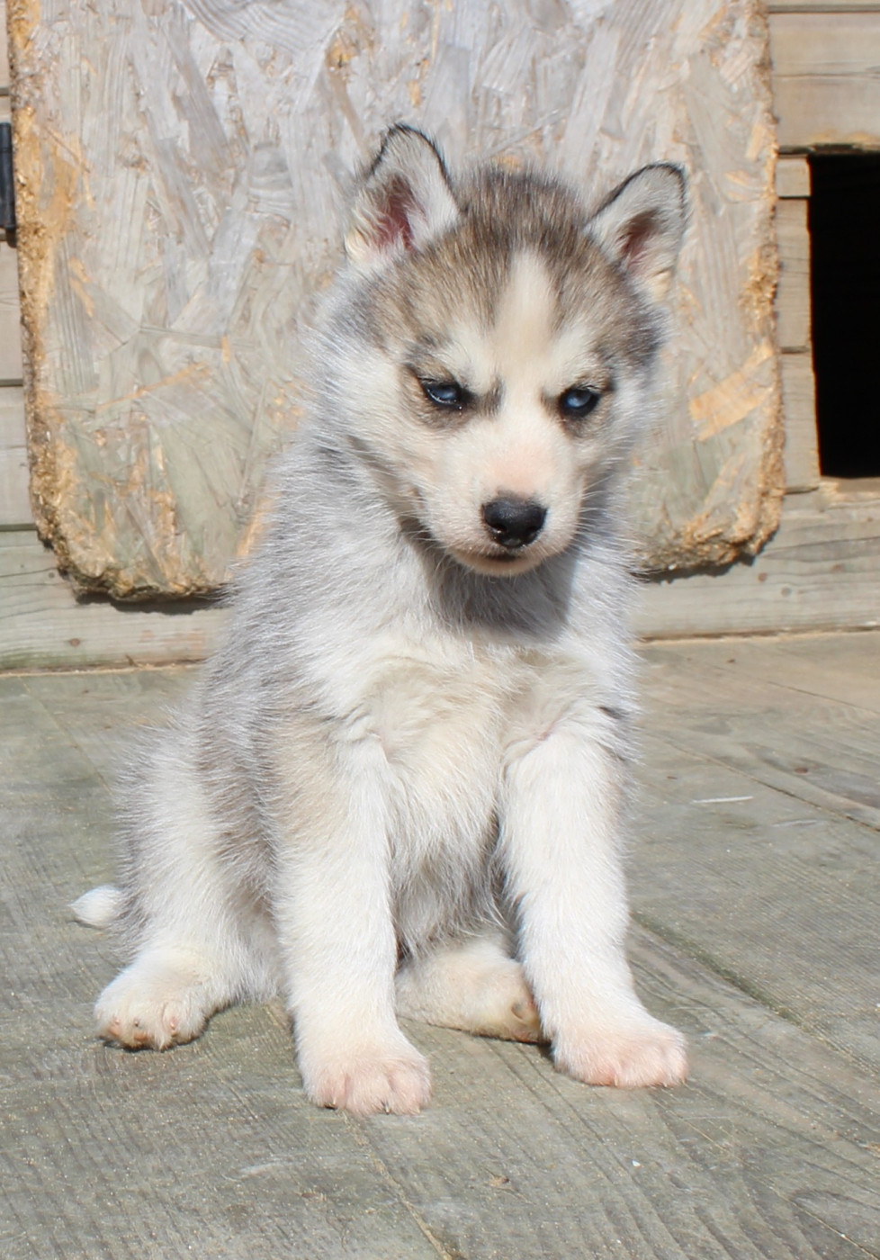 Of watson lake - Chiots disponibles - Siberian Husky