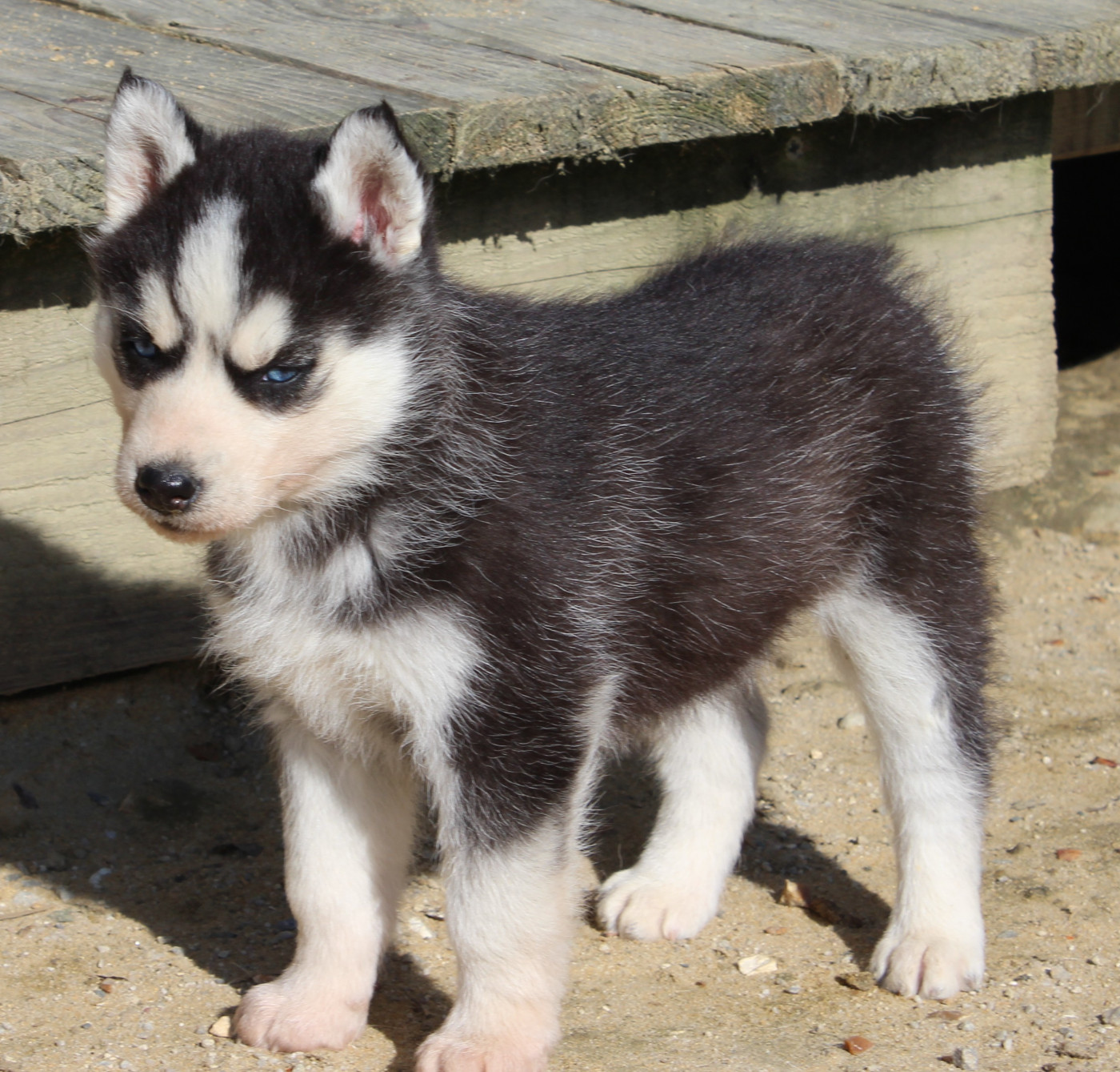 Of watson lake - Chiots disponibles - Siberian Husky