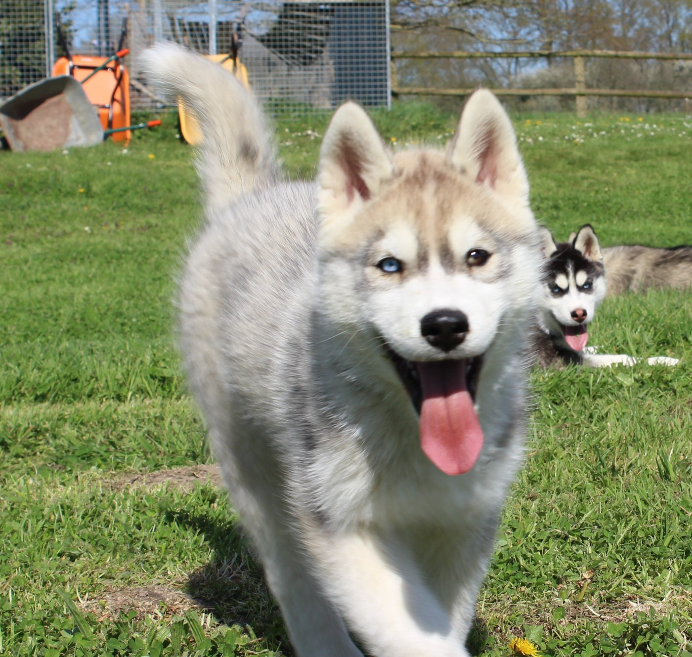 Of watson lake - Chiots disponibles - Siberian Husky