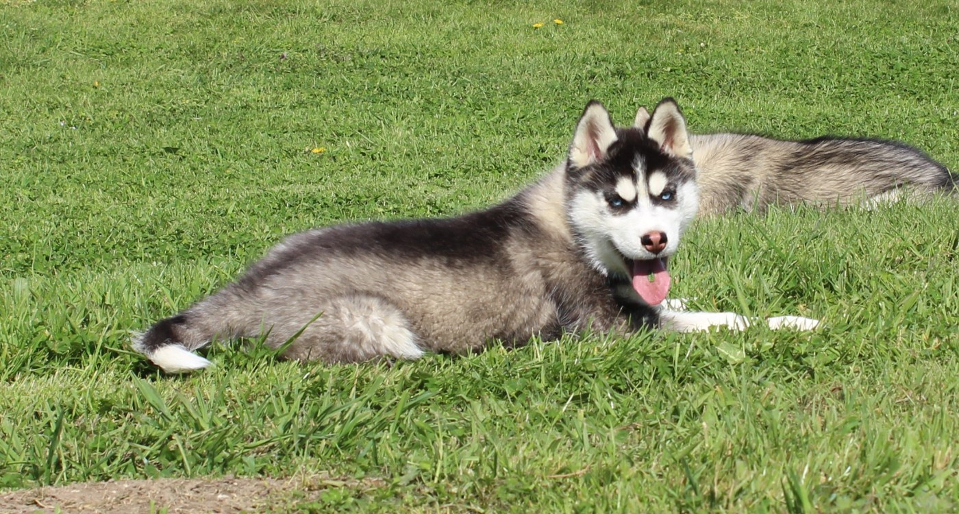 Of watson lake - Chiots disponibles - Siberian Husky
