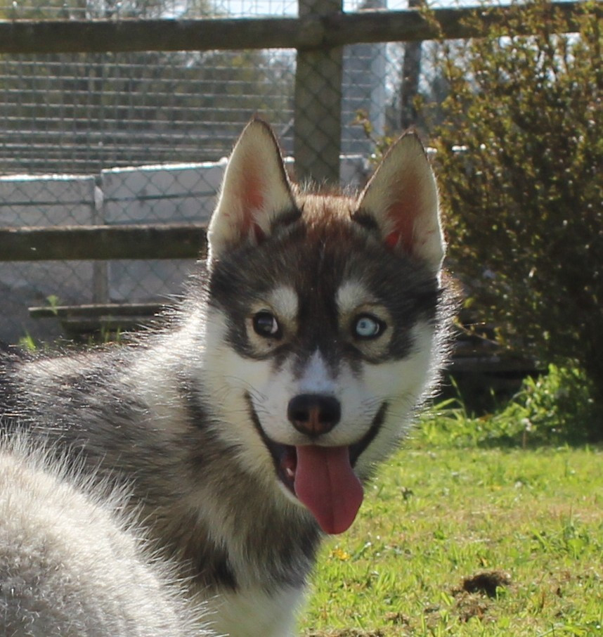 Of watson lake - Chiots disponibles - Siberian Husky