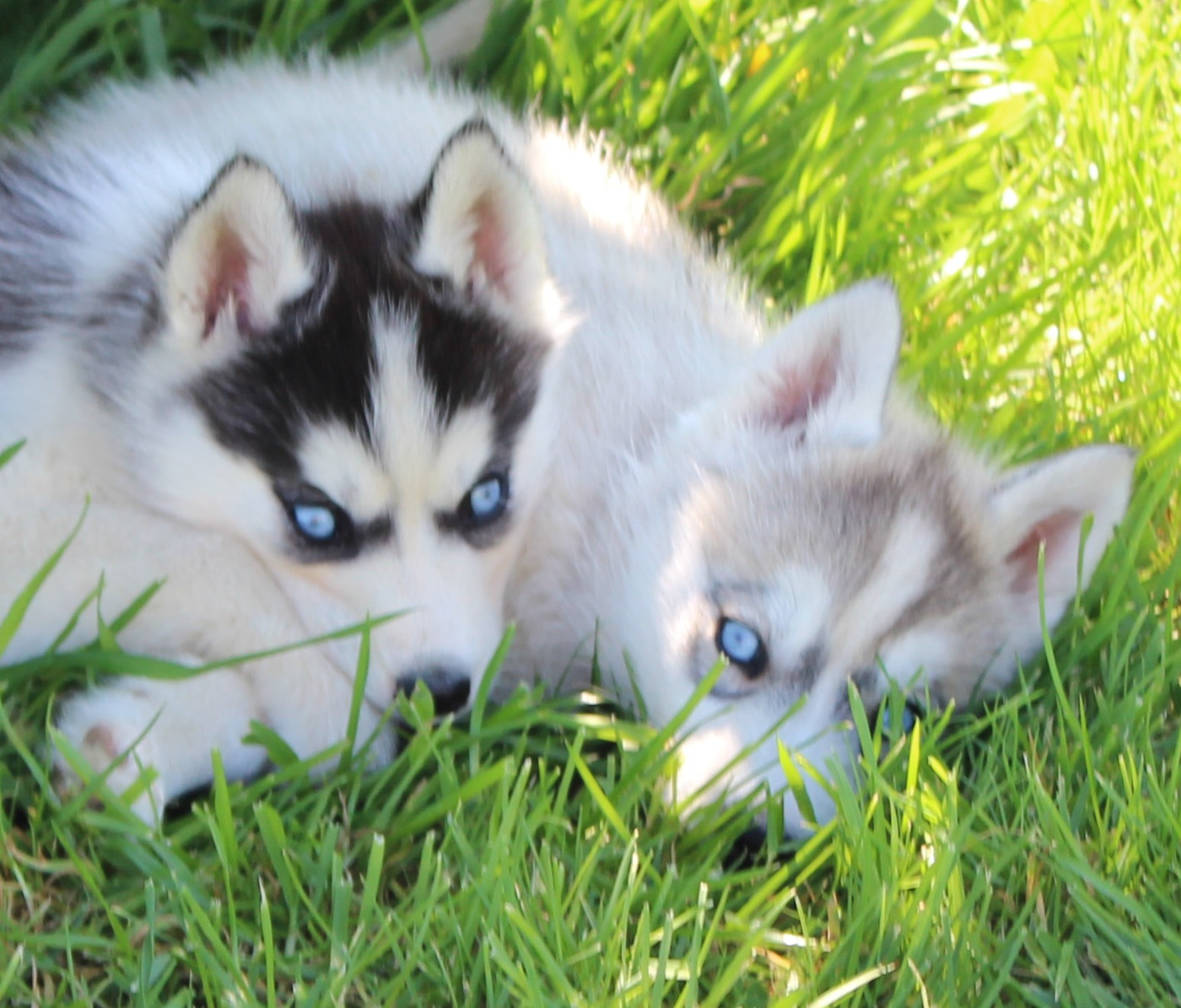 Chiot Siberian Husky Of watson lake