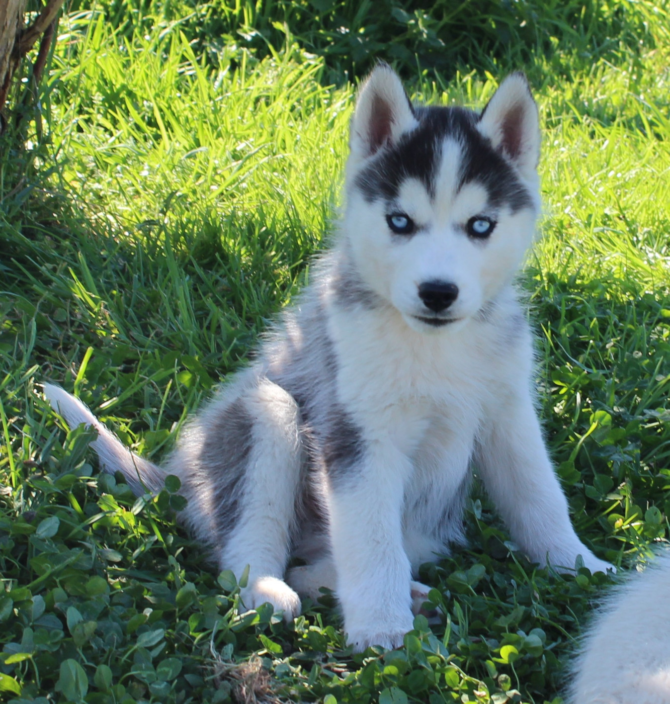Of watson lake - Chiots disponibles - Siberian Husky