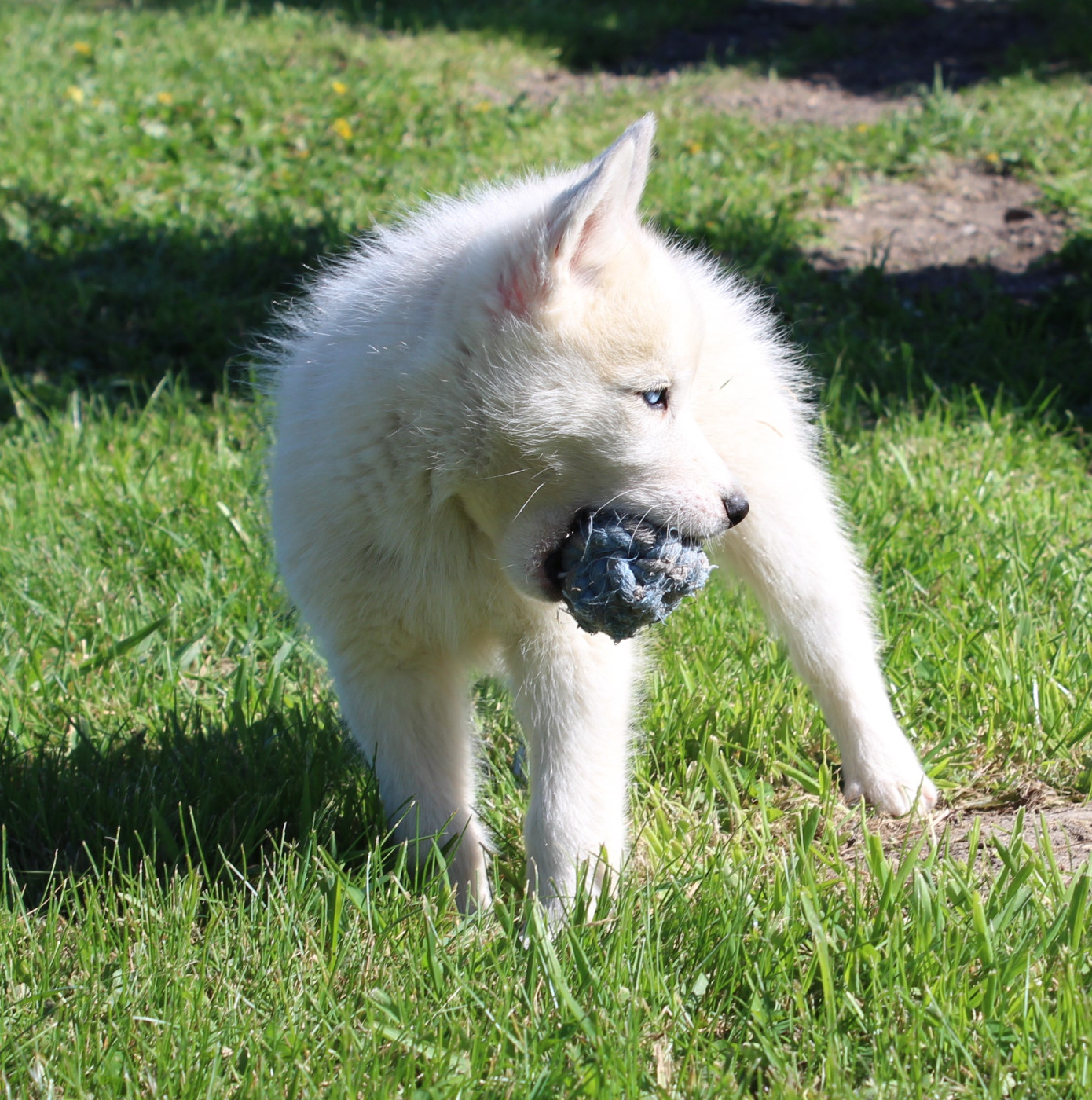 Of watson lake - Chiots disponibles - Siberian Husky