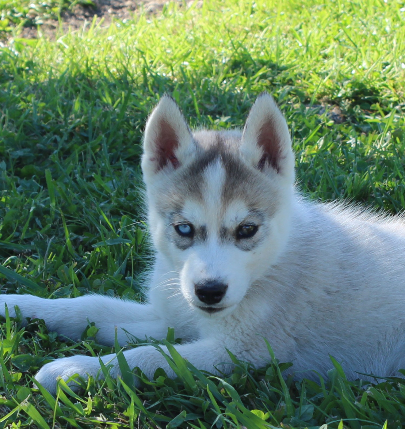 Of watson lake - Chiots disponibles - Siberian Husky