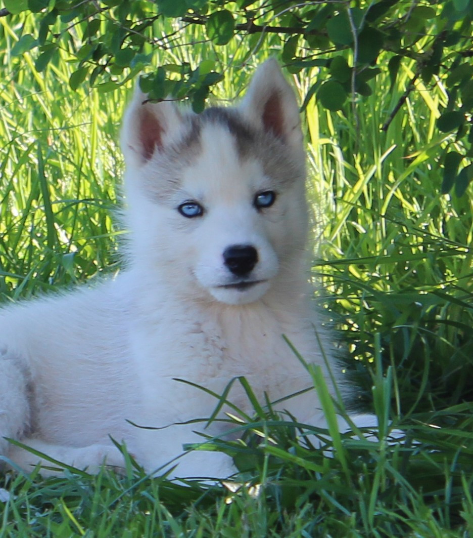 Of watson lake - Chiots disponibles - Siberian Husky