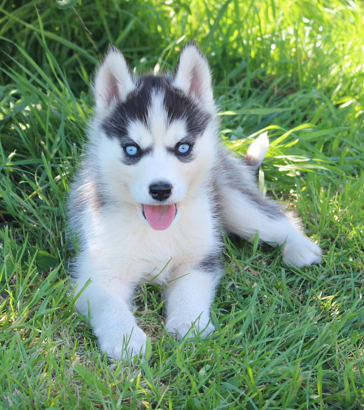 Of watson lake - Chiots disponibles - Siberian Husky