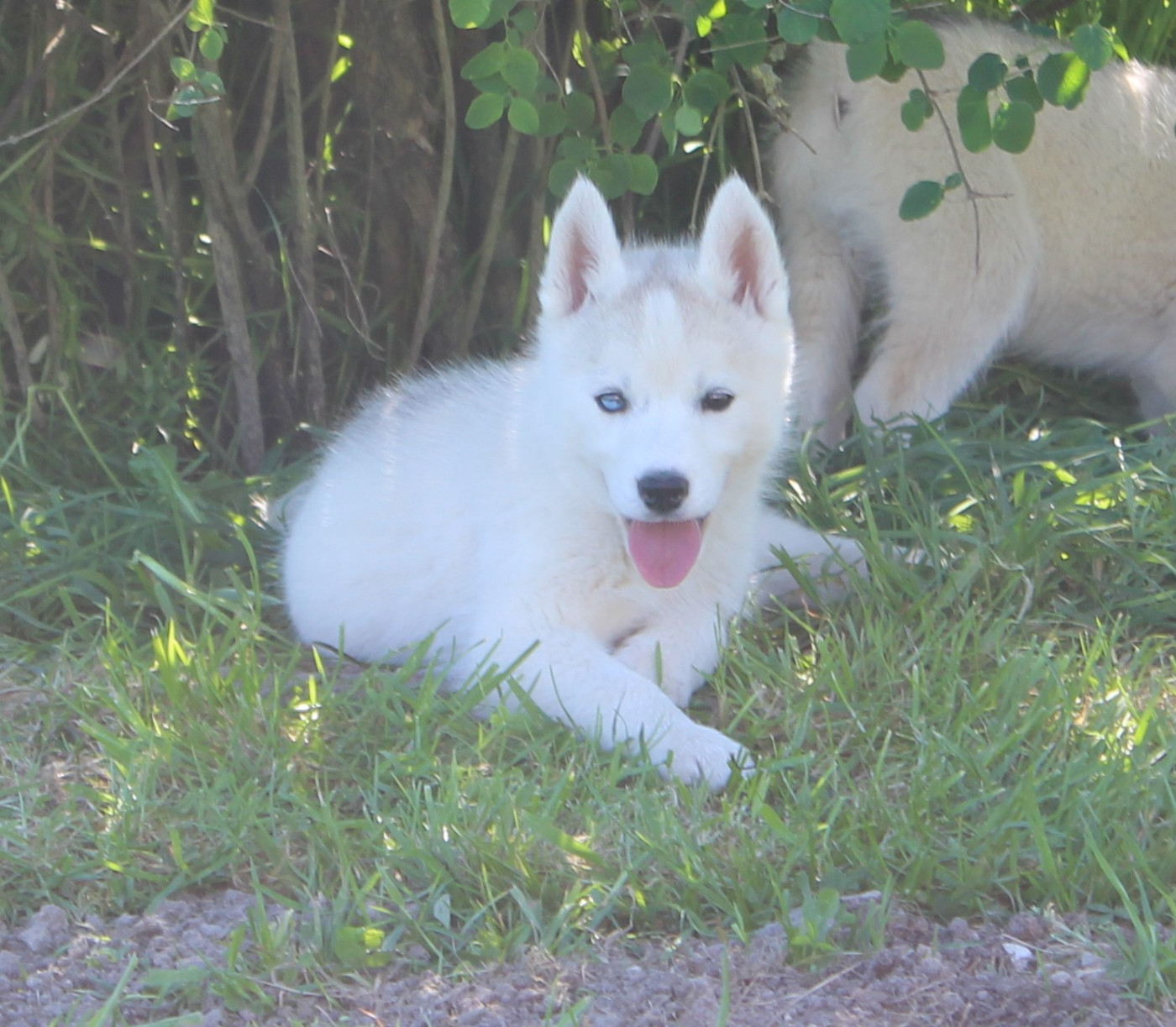Of watson lake - Chiots disponibles - Siberian Husky