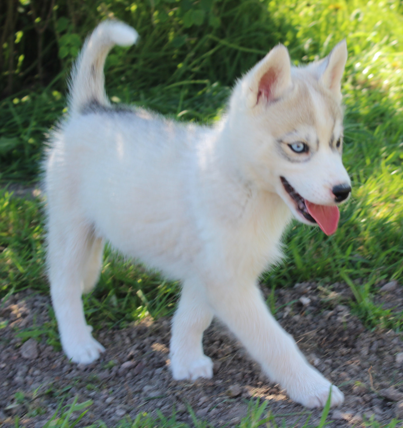 Of watson lake - Chiots disponibles - Siberian Husky