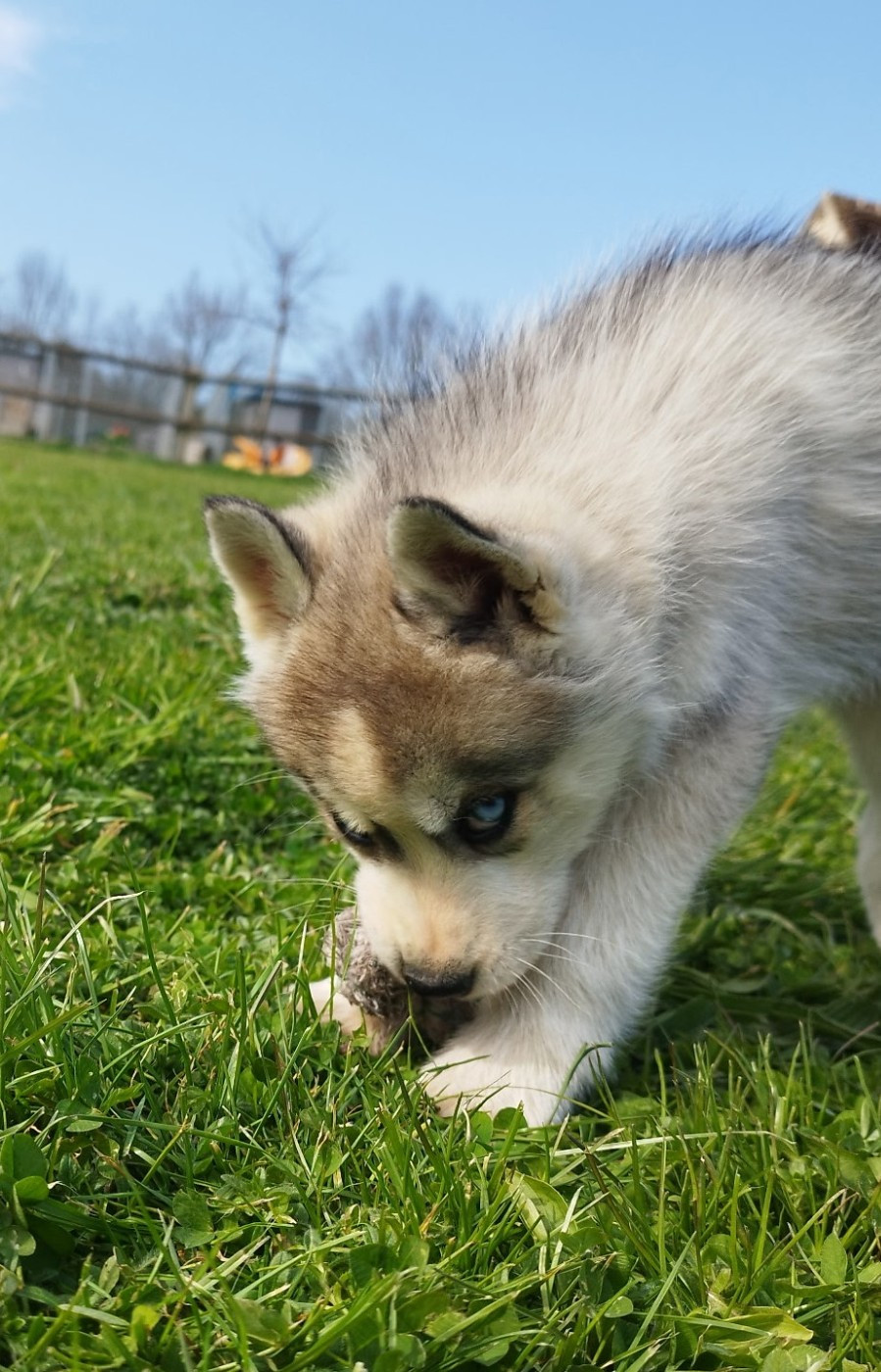 Of watson lake - Chiots disponibles - Siberian Husky