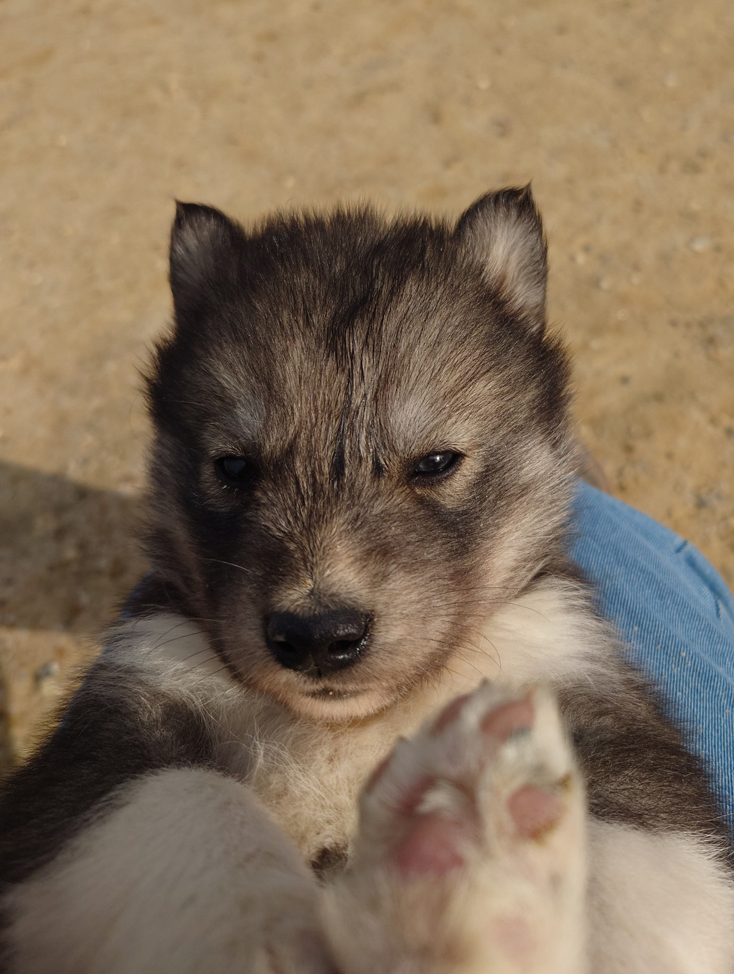 Of watson lake - Chiots disponibles - Siberian Husky