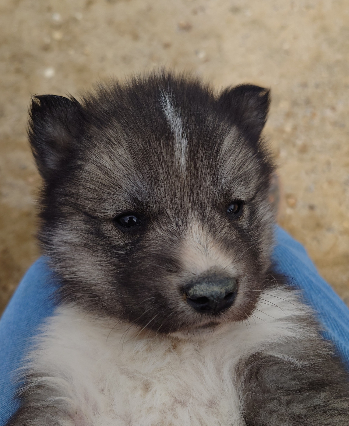 Of watson lake - Chiots disponibles - Siberian Husky