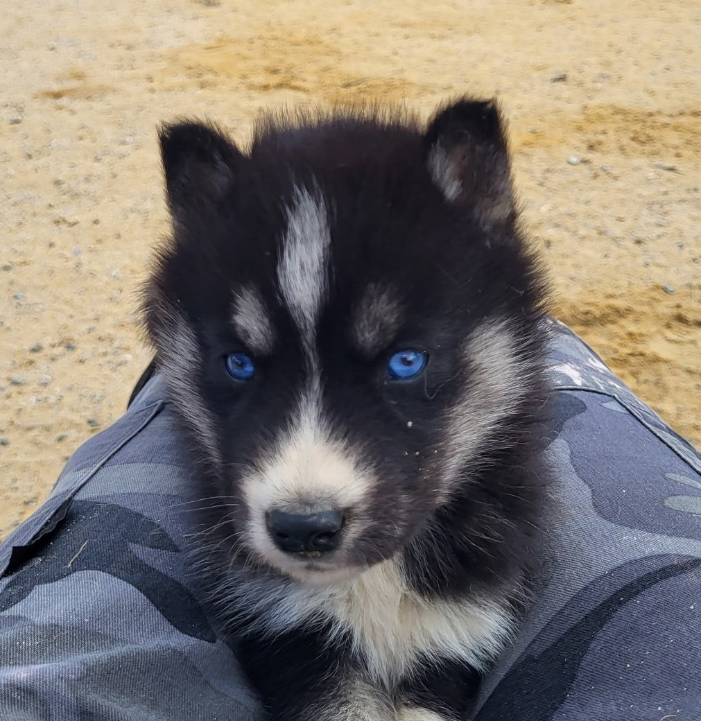Of watson lake - Chiots disponibles - Siberian Husky