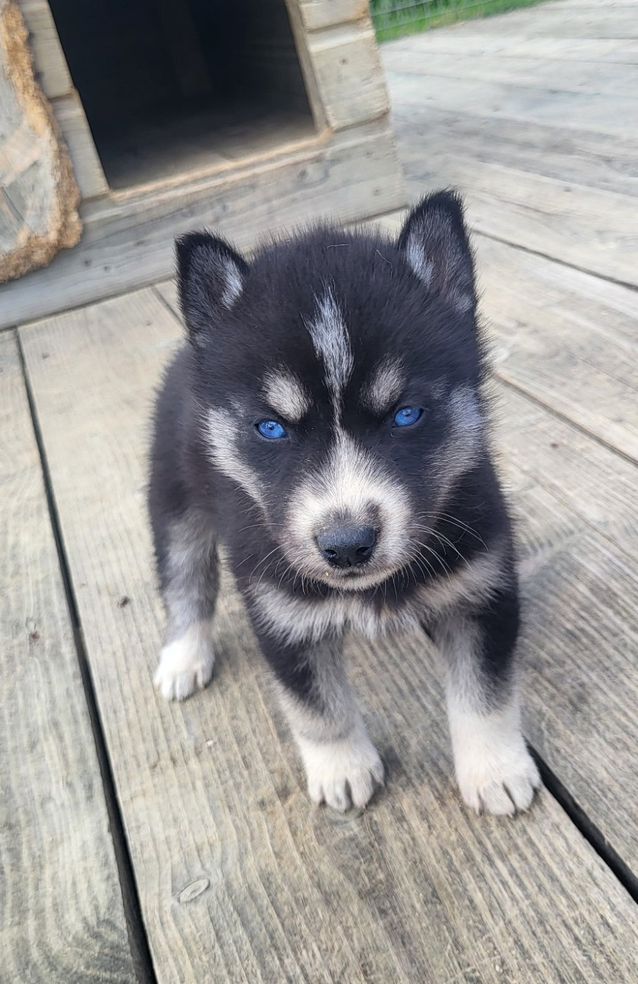 Of watson lake - Chiots disponibles - Siberian Husky