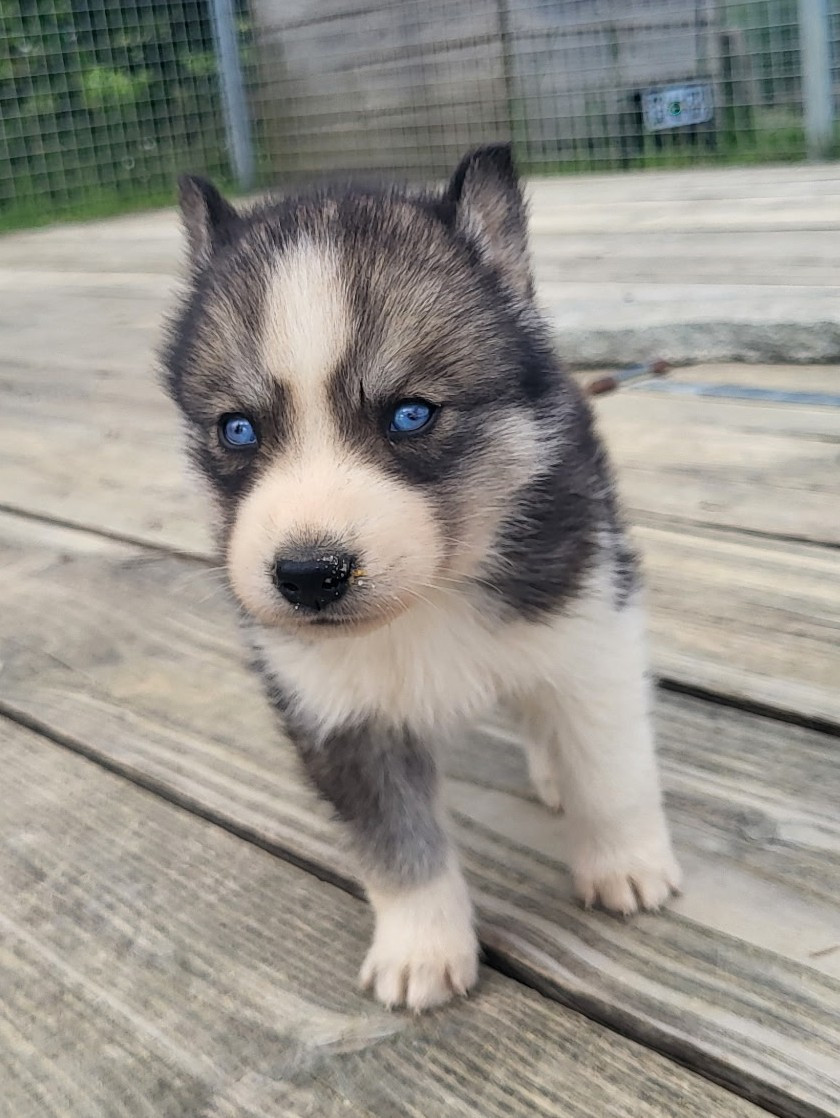 Of watson lake - Chiots disponibles - Siberian Husky
