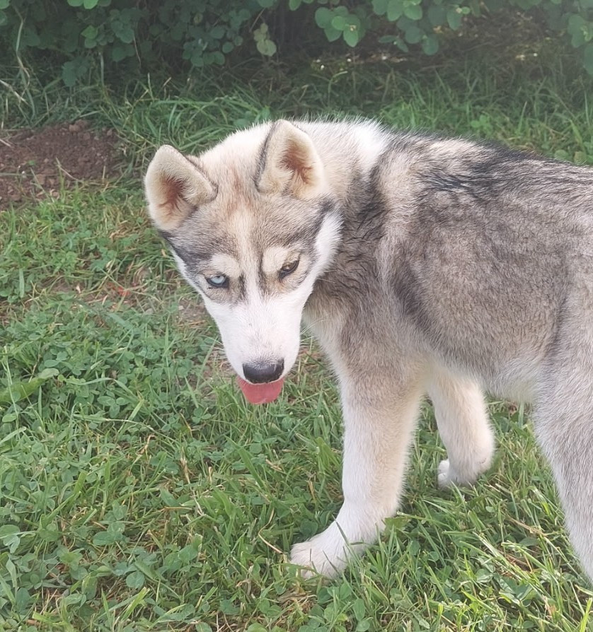 Of watson lake - Chiots disponibles - Siberian Husky