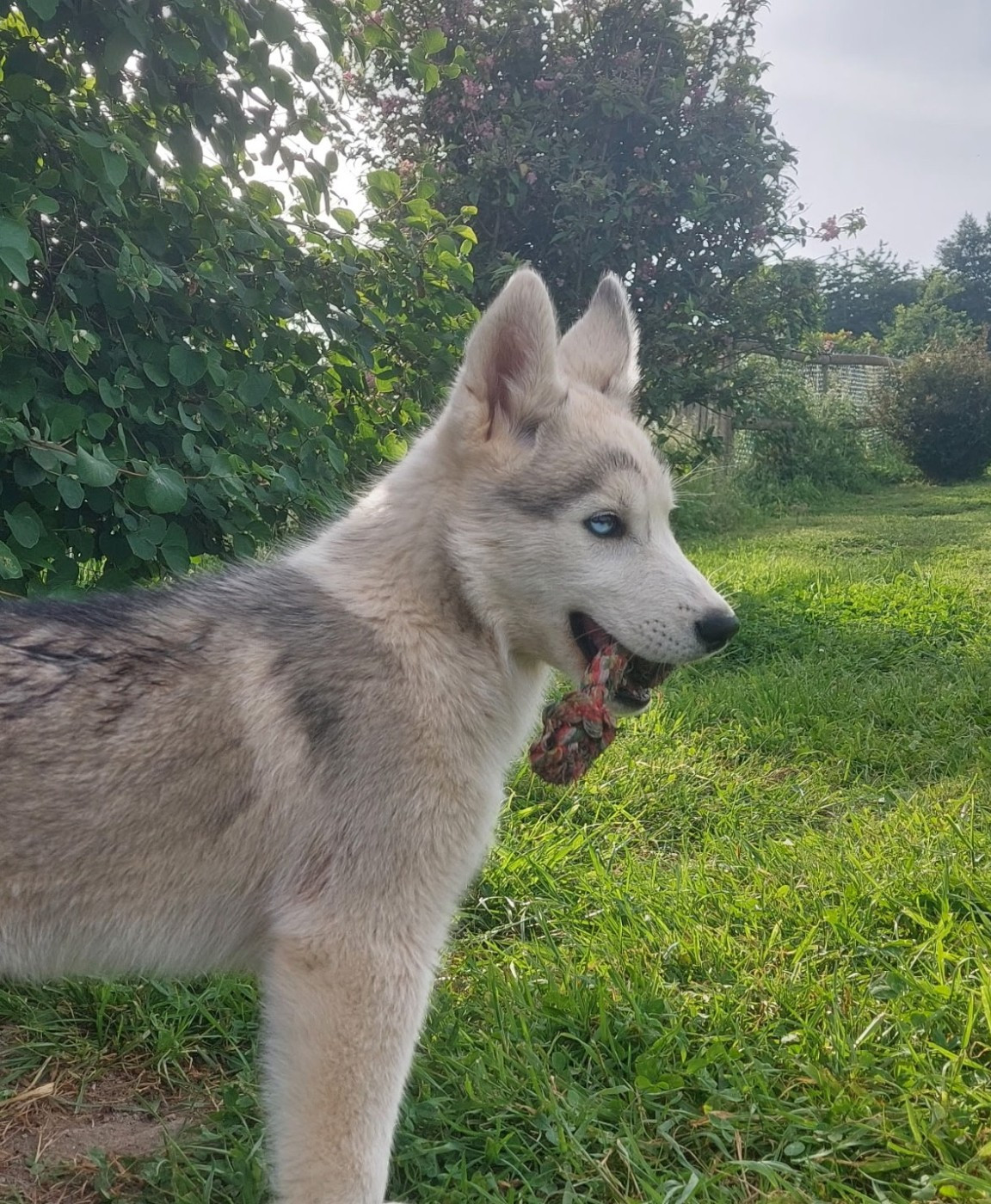 Of watson lake - Chiots disponibles - Siberian Husky