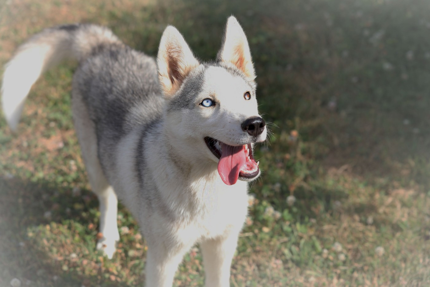 Of watson lake - Chiots disponibles - Siberian Husky