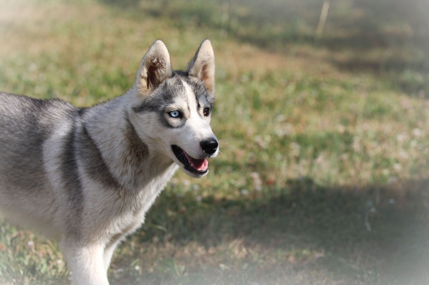 Of watson lake - Chiots disponibles - Siberian Husky