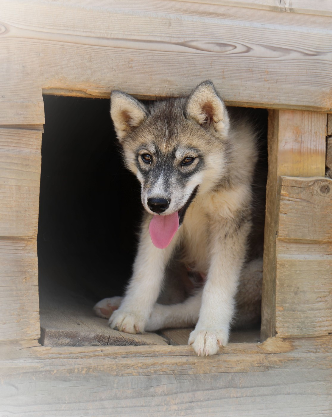 Of watson lake - Chiots disponibles - Siberian Husky