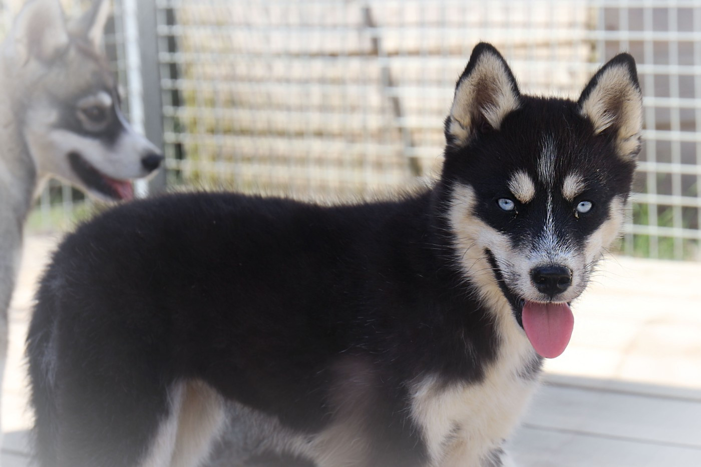 Of watson lake - Chiots disponibles - Siberian Husky