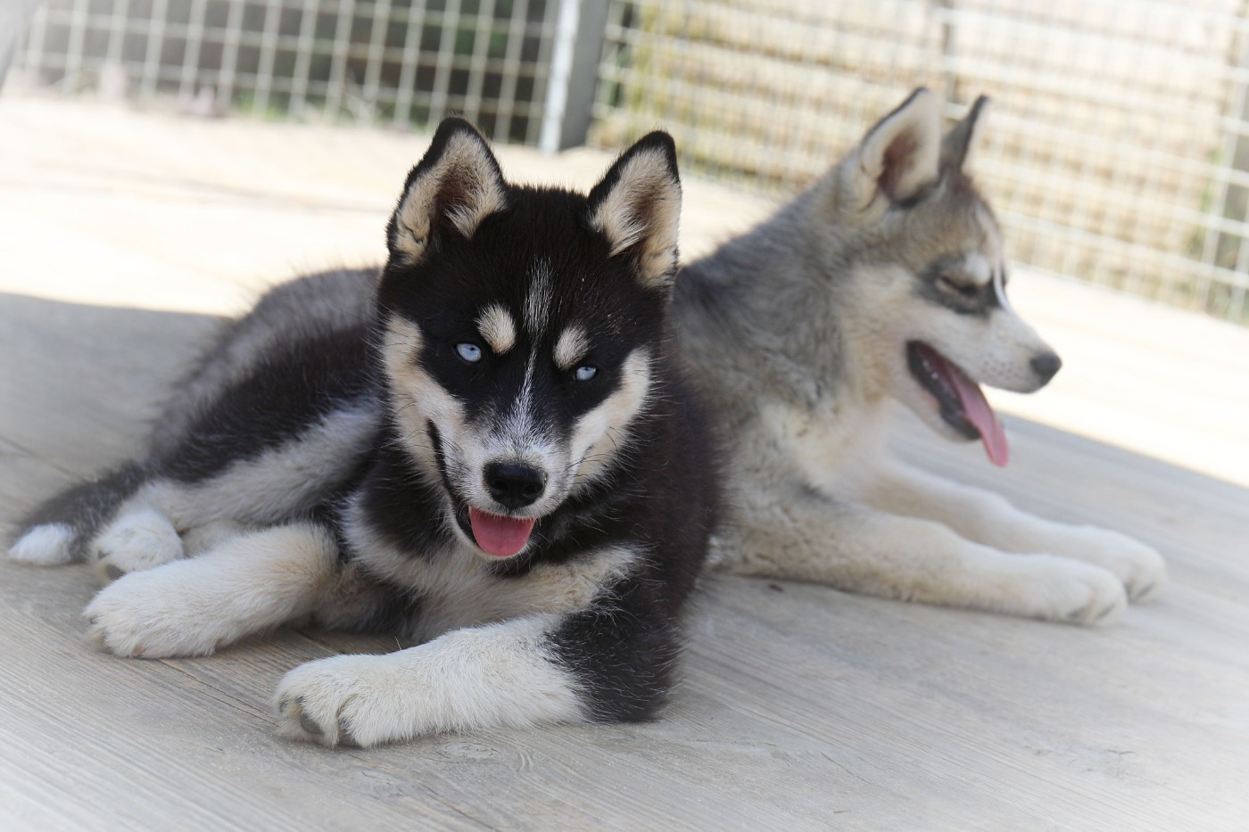 Of watson lake - Chiots disponibles - Siberian Husky
