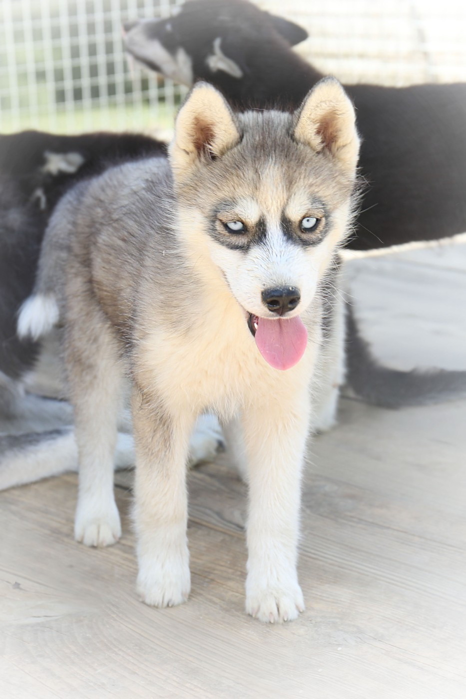Of watson lake - Chiots disponibles - Siberian Husky