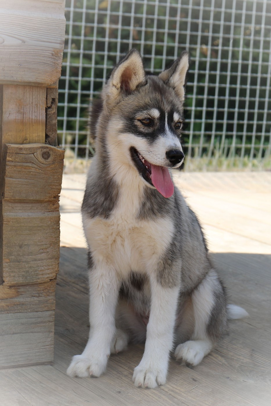 Of watson lake - Chiots disponibles - Siberian Husky