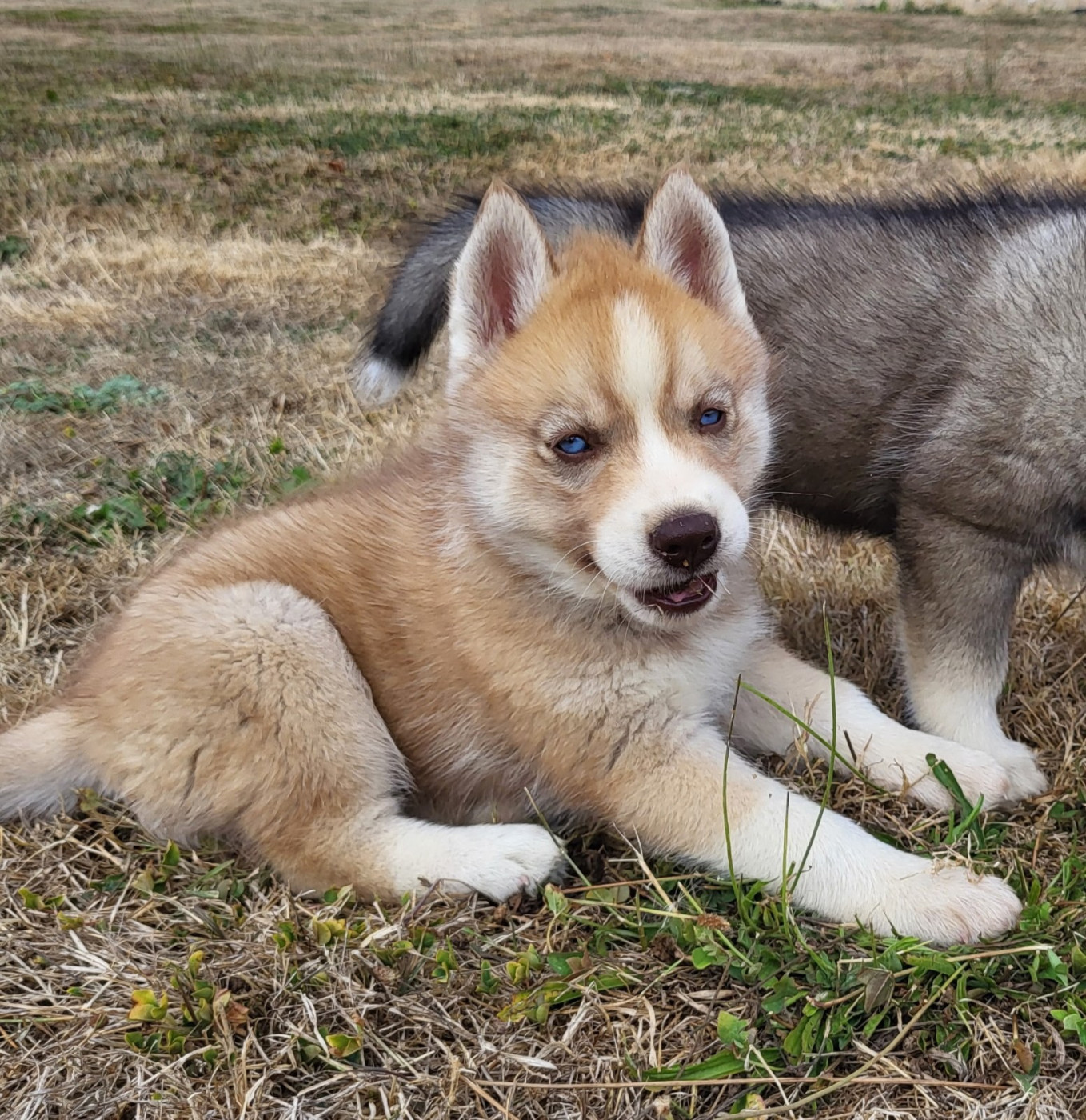 Chiot Siberian Husky Of watson lake