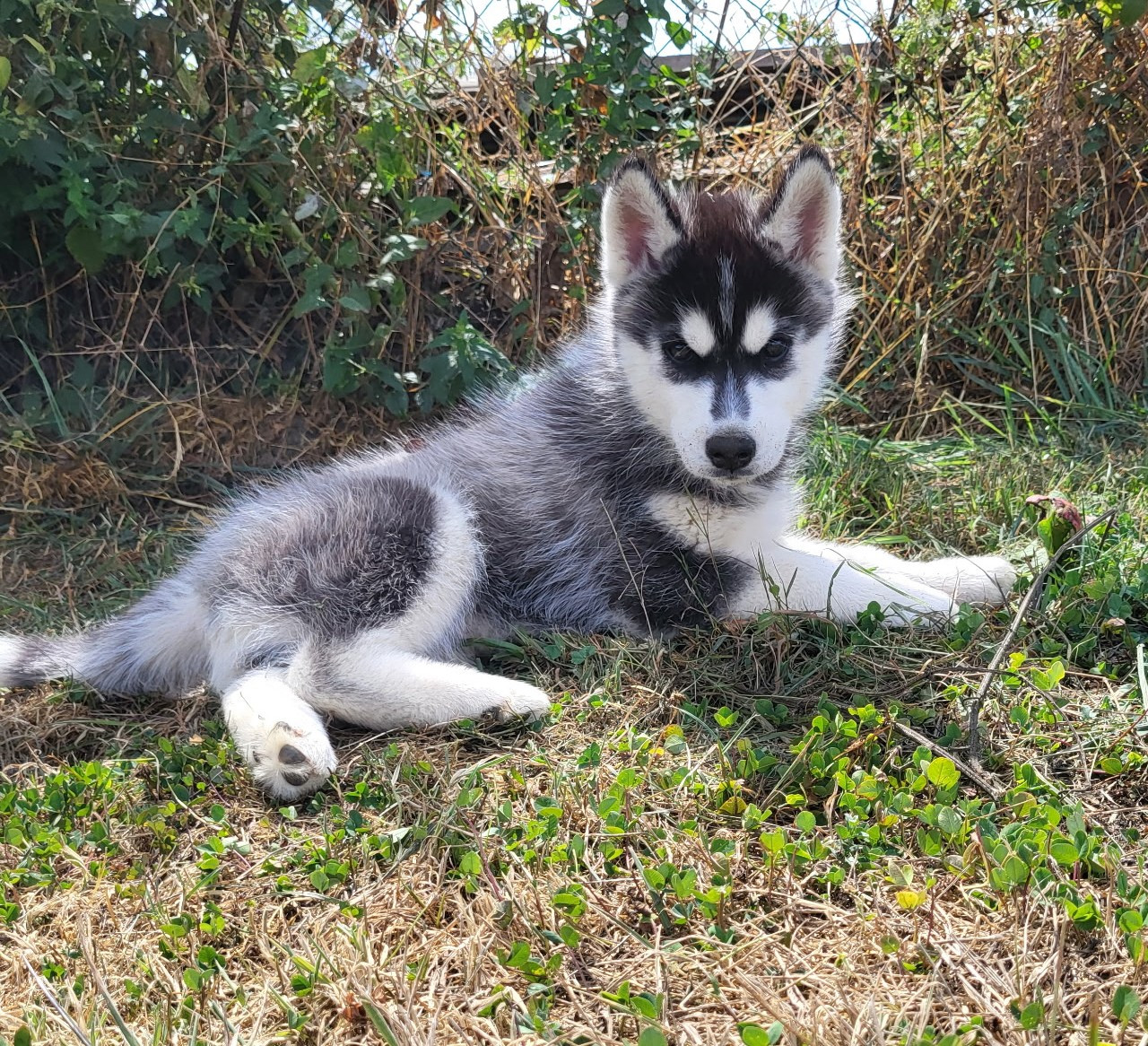 Of watson lake - Chiots disponibles - Siberian Husky