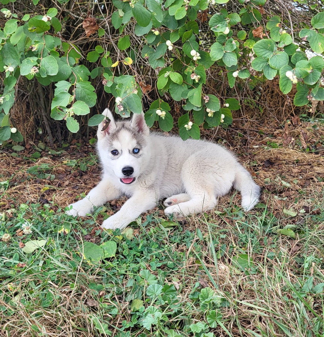 Of watson lake - Chiots disponibles - Siberian Husky
