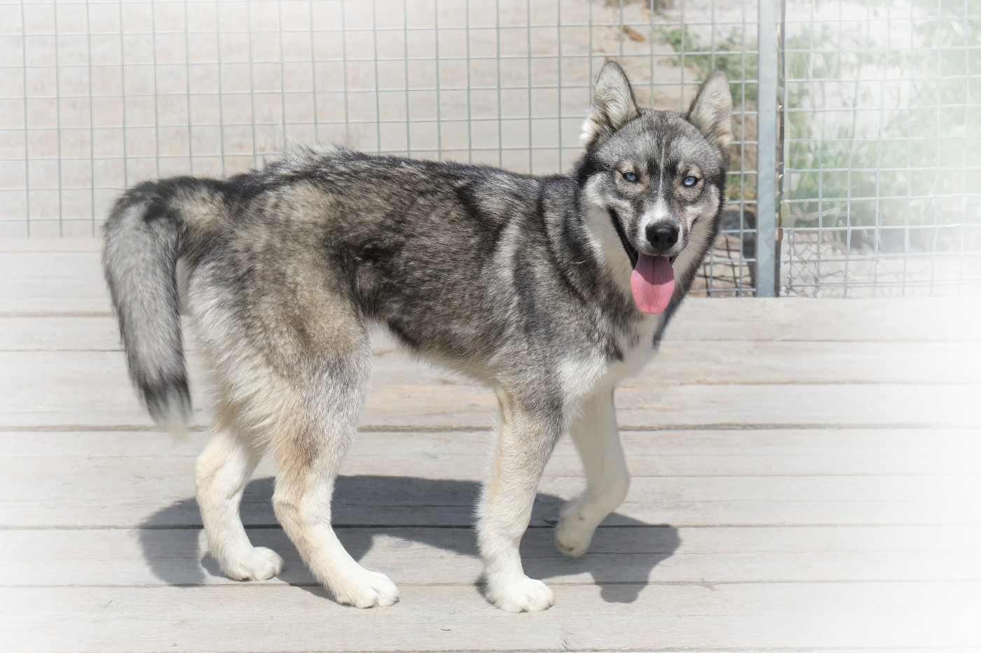 Of watson lake - Chiots disponibles - Siberian Husky