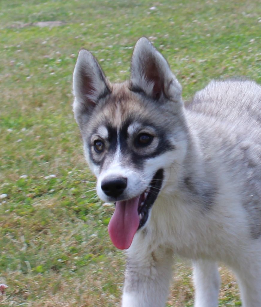 Of watson lake - Siberian Husky - Portée née le 17/03/2025