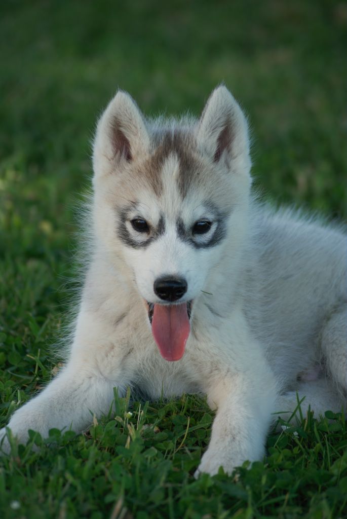 Of watson lake - Chiots disponibles - Siberian Husky